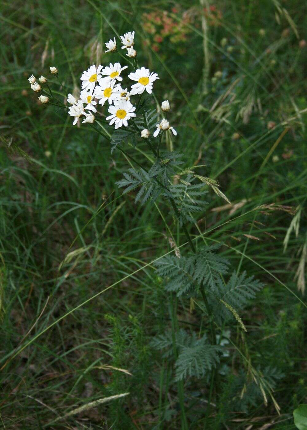 Image of corymbflower tansy