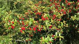 Image de Pyracantha crenulata (D. Don) M. Roemer