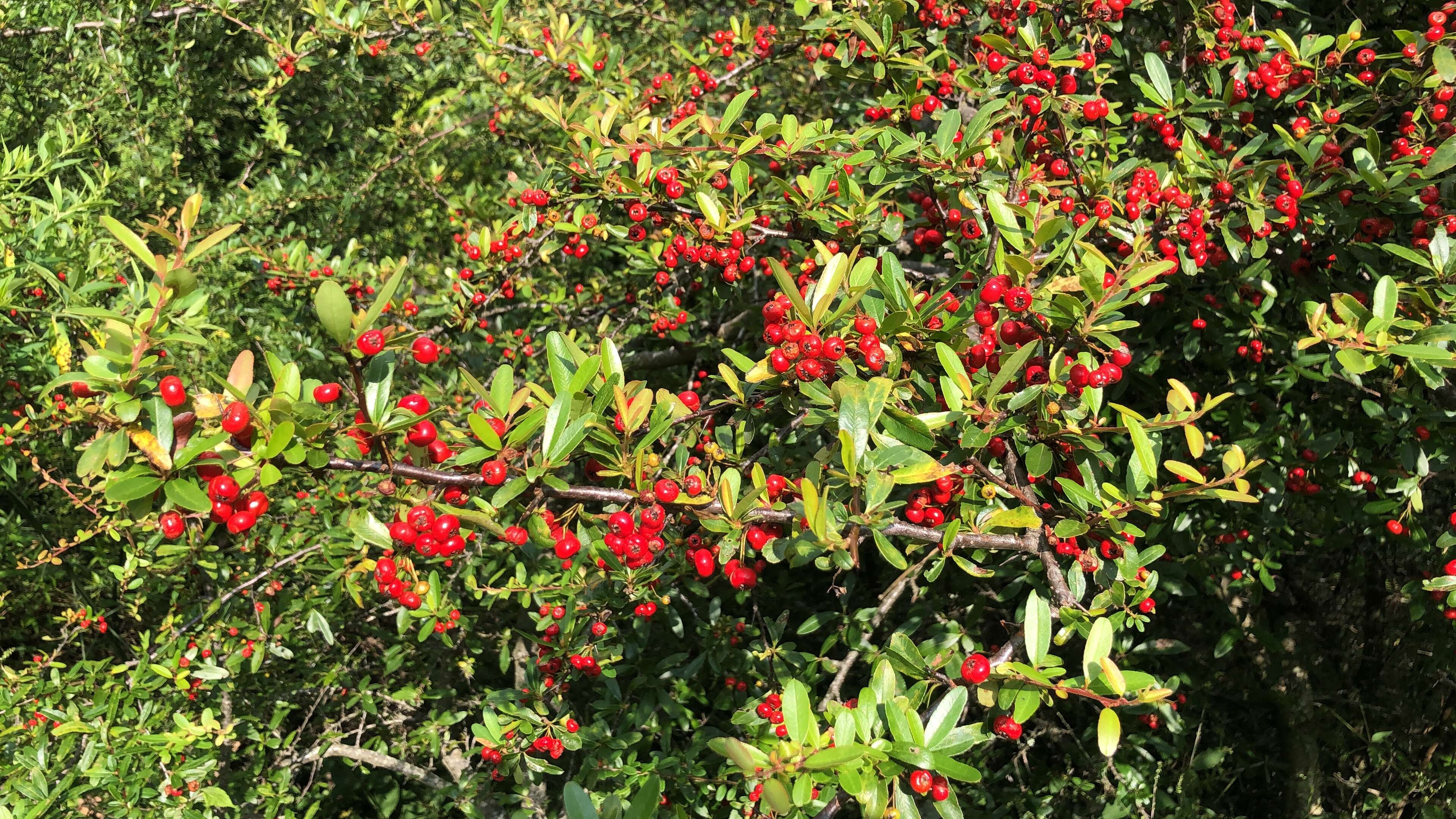 Image de Pyracantha crenulata (D. Don) M. Roemer