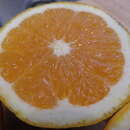 Citrus × sinensis resmi