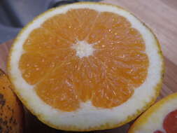 Image of Citrus × sinensis