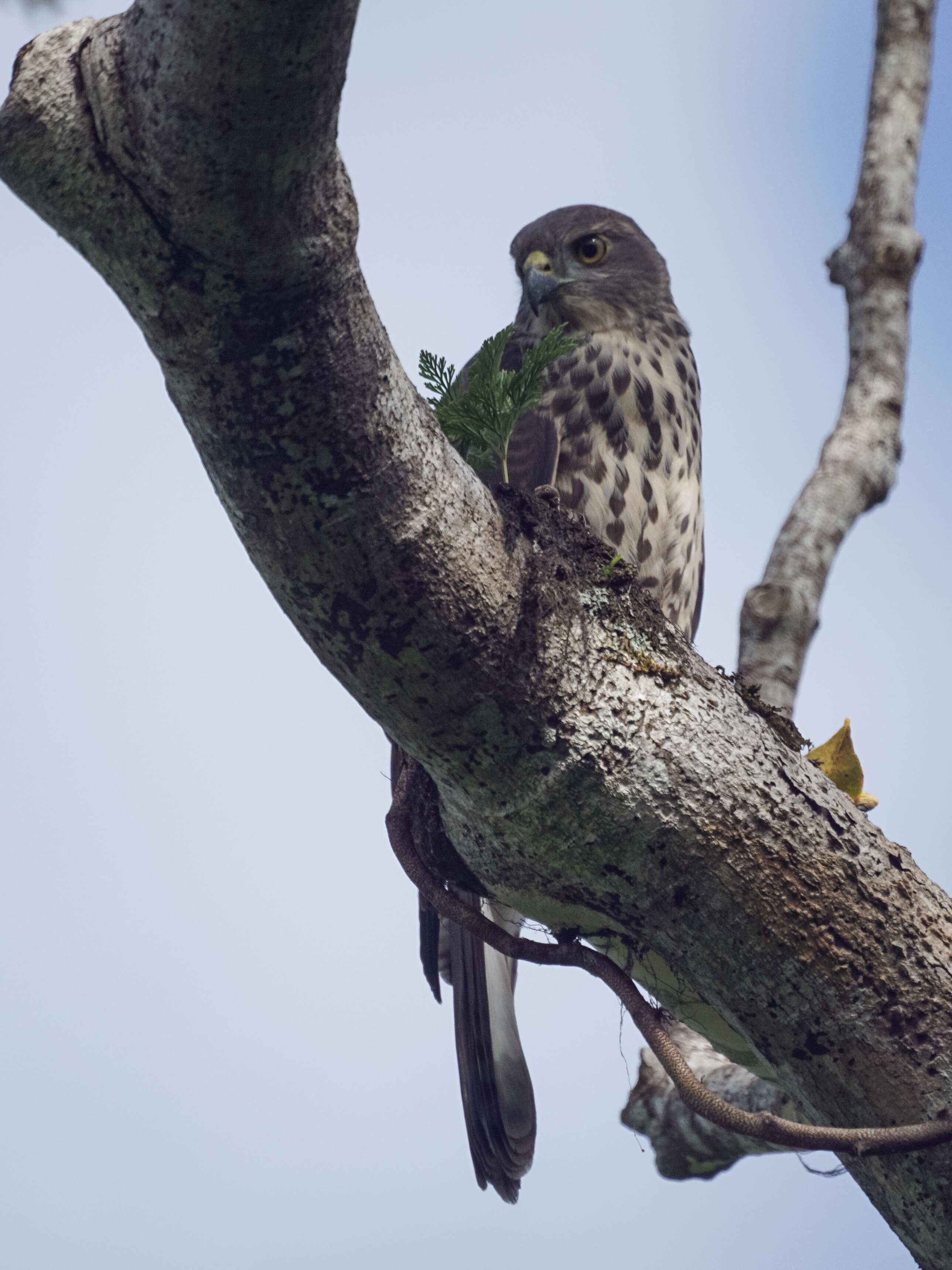 Image of Fiji Goshawk