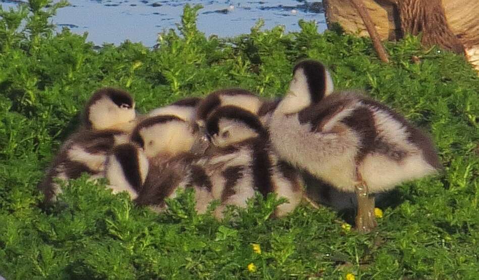 Image of shelduck, common shelduck