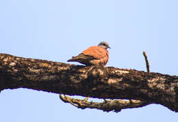 Image of Red Collared Dove