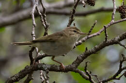 Image of Willow Warbler