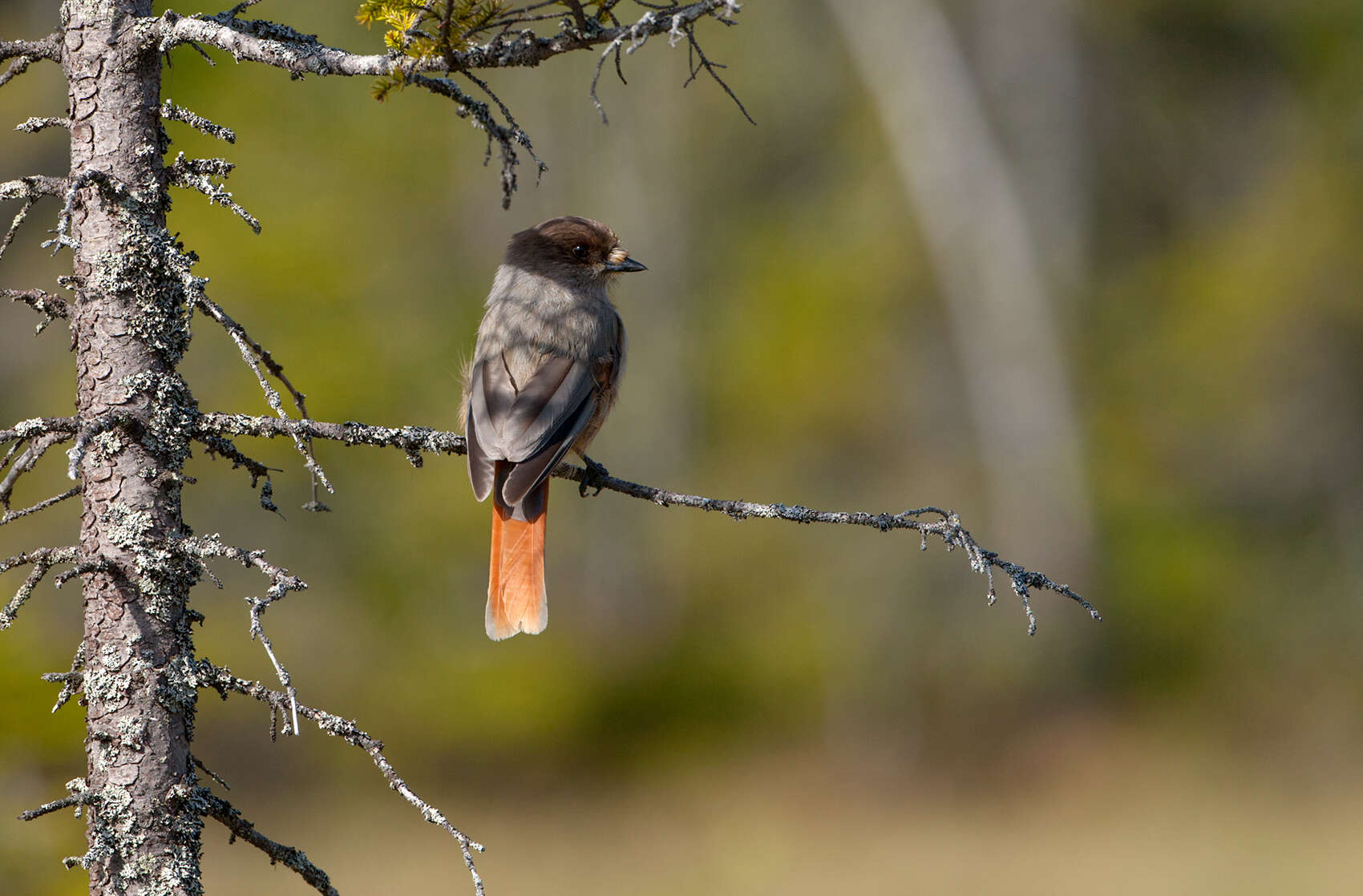 Image of Siberian Jay