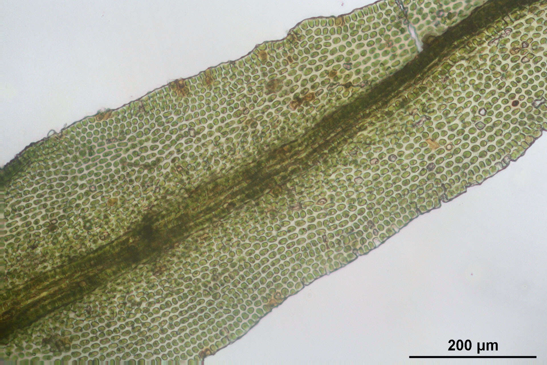 Image of Lyell's orthotrichum moss
