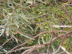 Image of Northern mistletoe