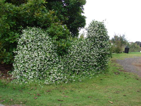 Image of Star-jasmine or Confederate-jasmine