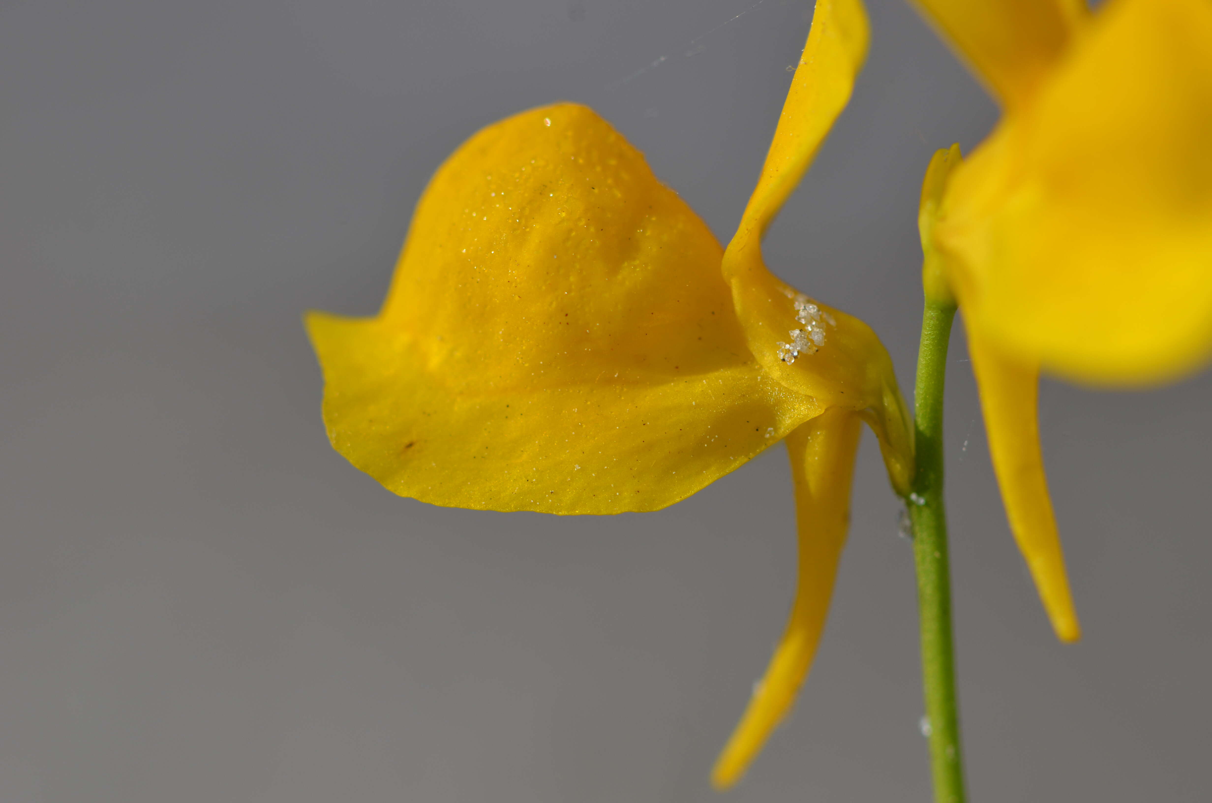 Image of horned bladderwort