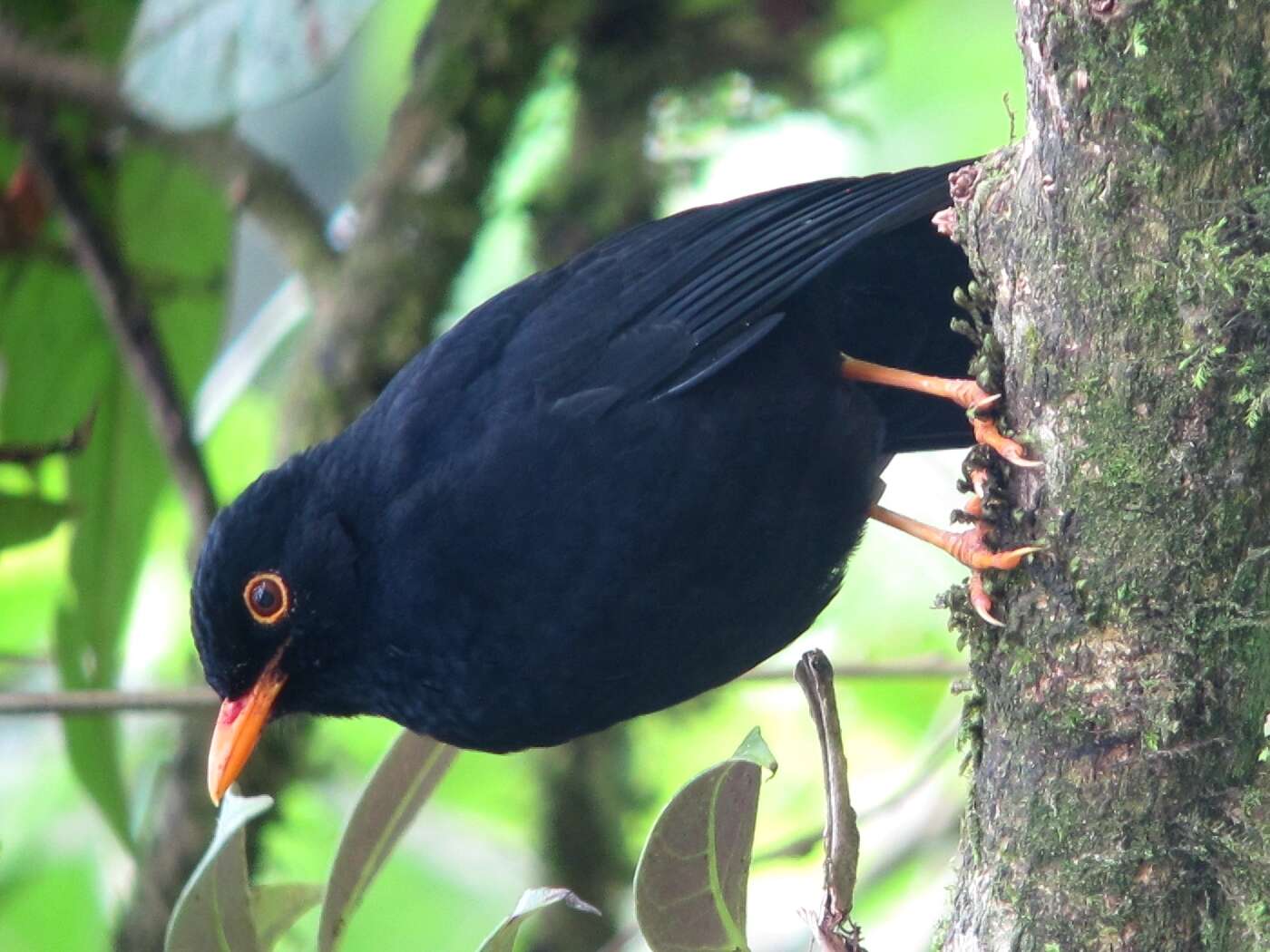 Image of Glossy-black Thrush