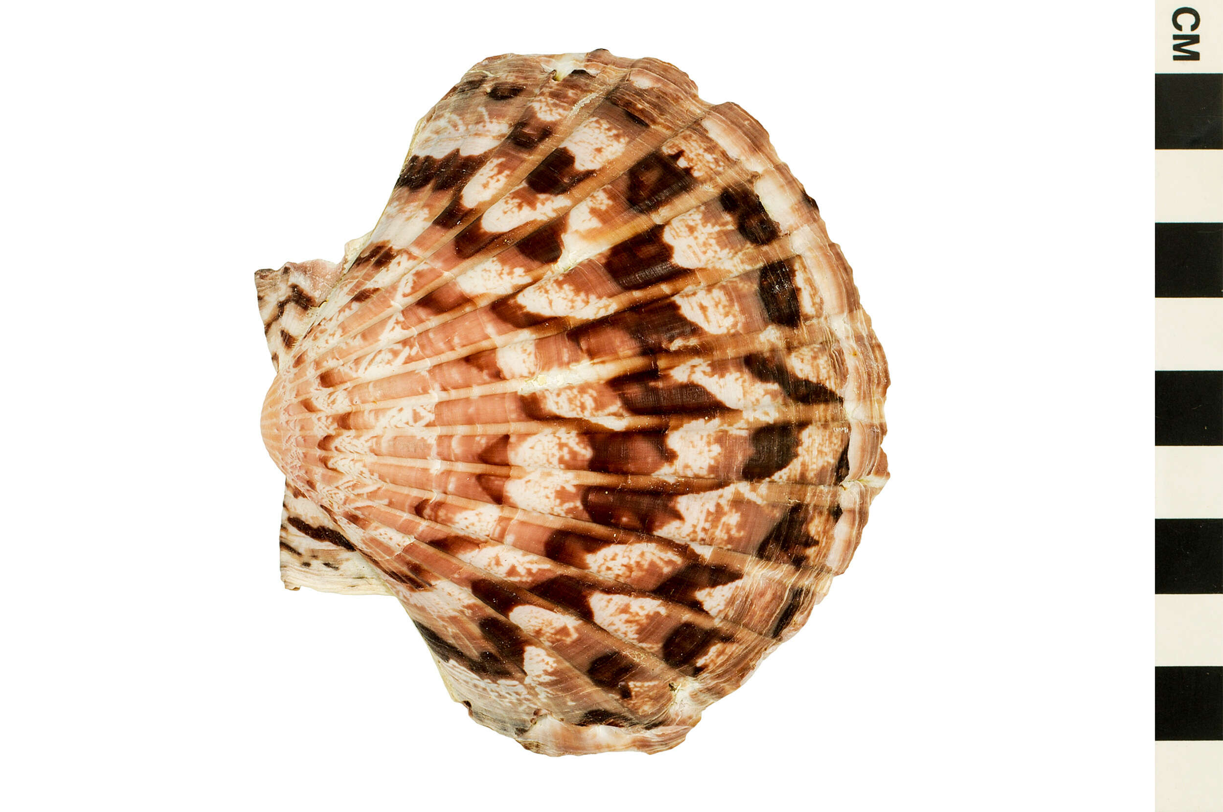 Image of New Zealand scallop