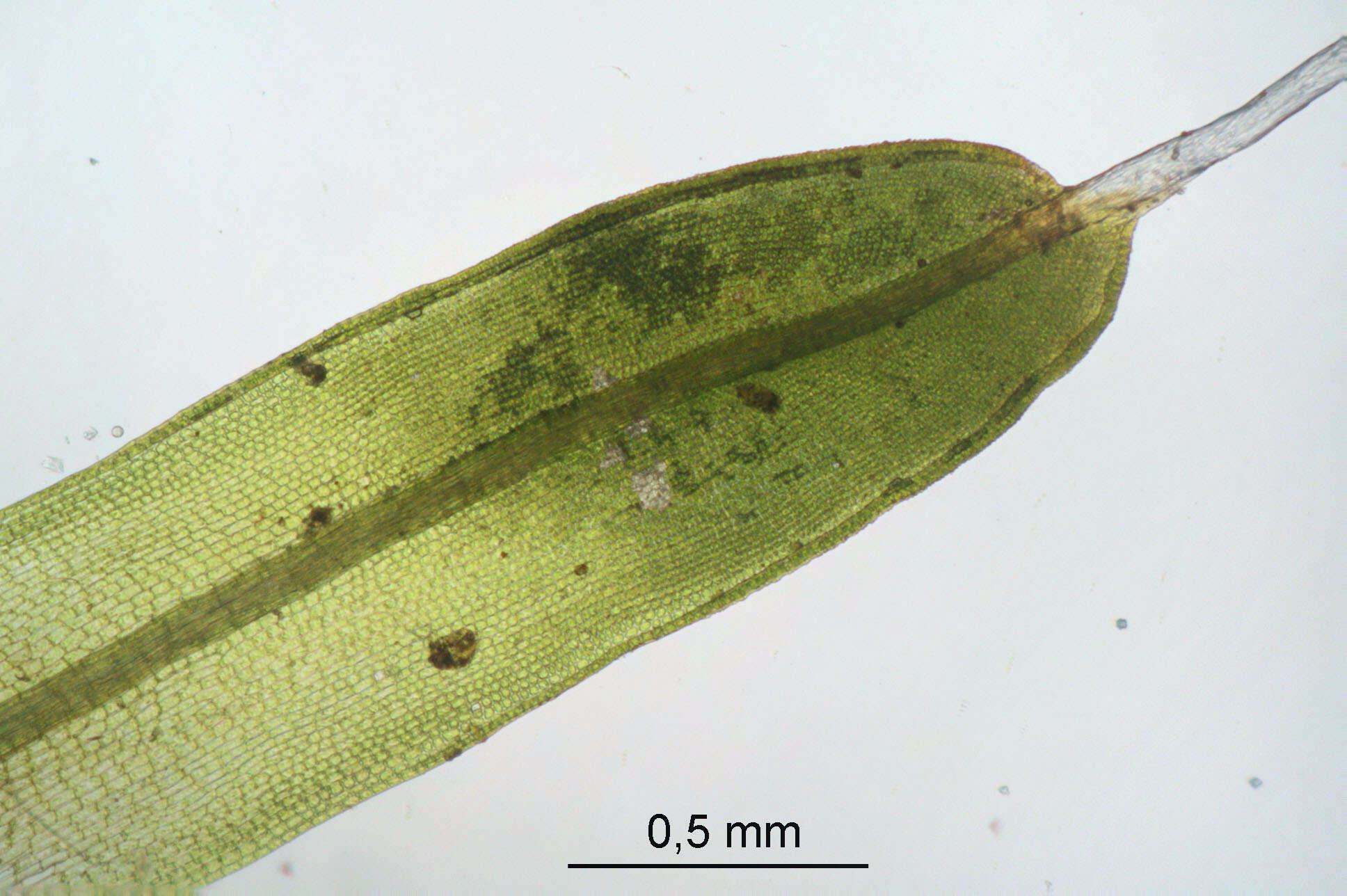 Слика од Tortula muralis Hedwig 1801