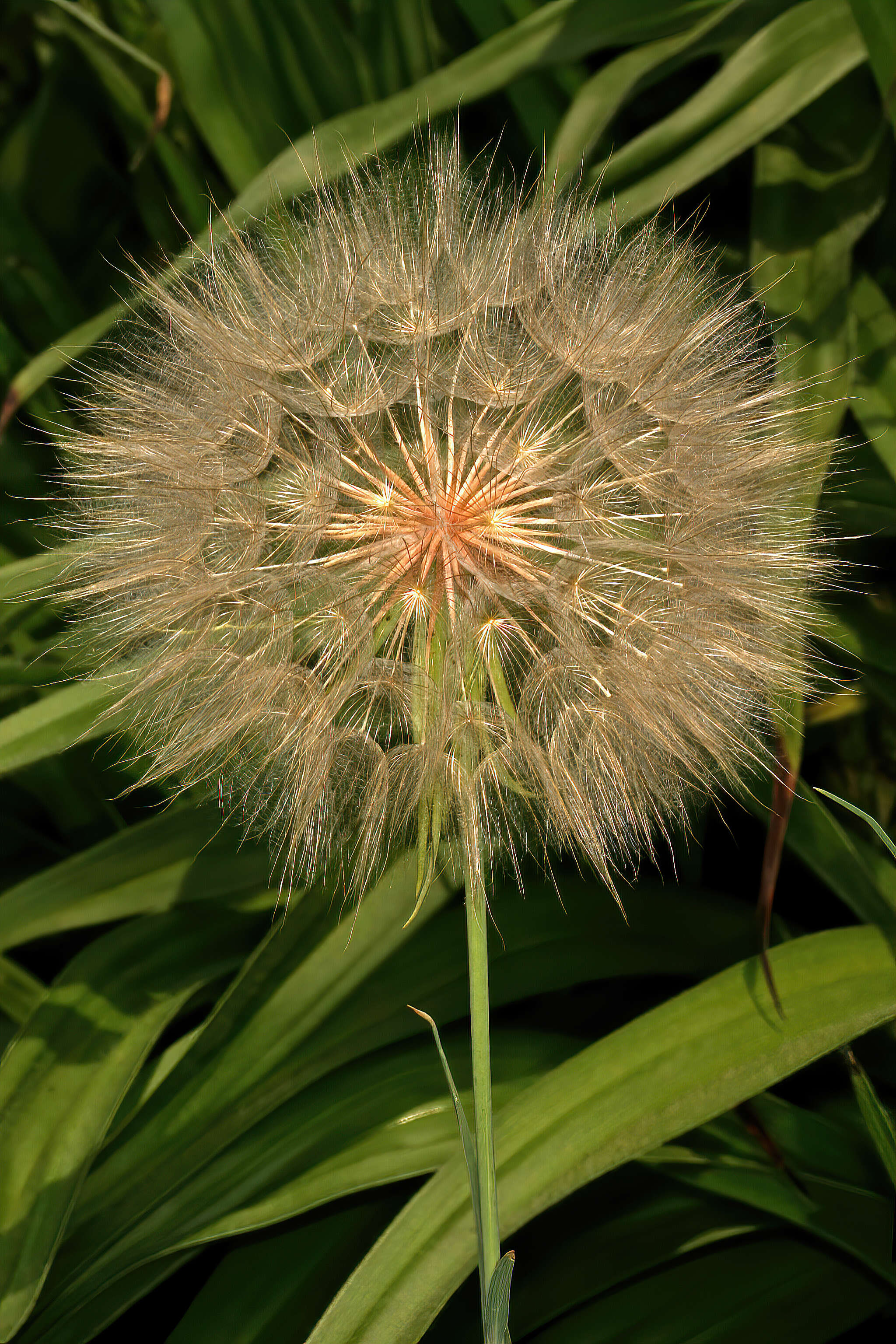 Image of yellow salsify