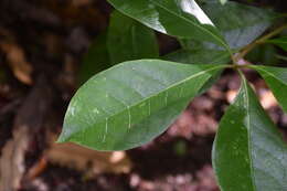 Imagem de Coprosma grandifolia Hook. fil.