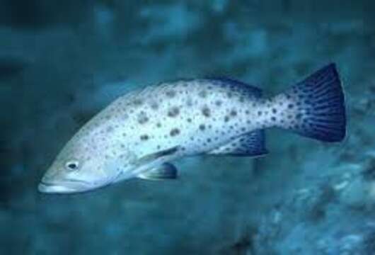 Image of Sawtail Grouper