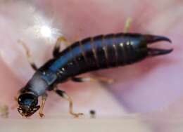 Image of Ringlegged earwig