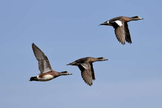 Image of American Wigeon