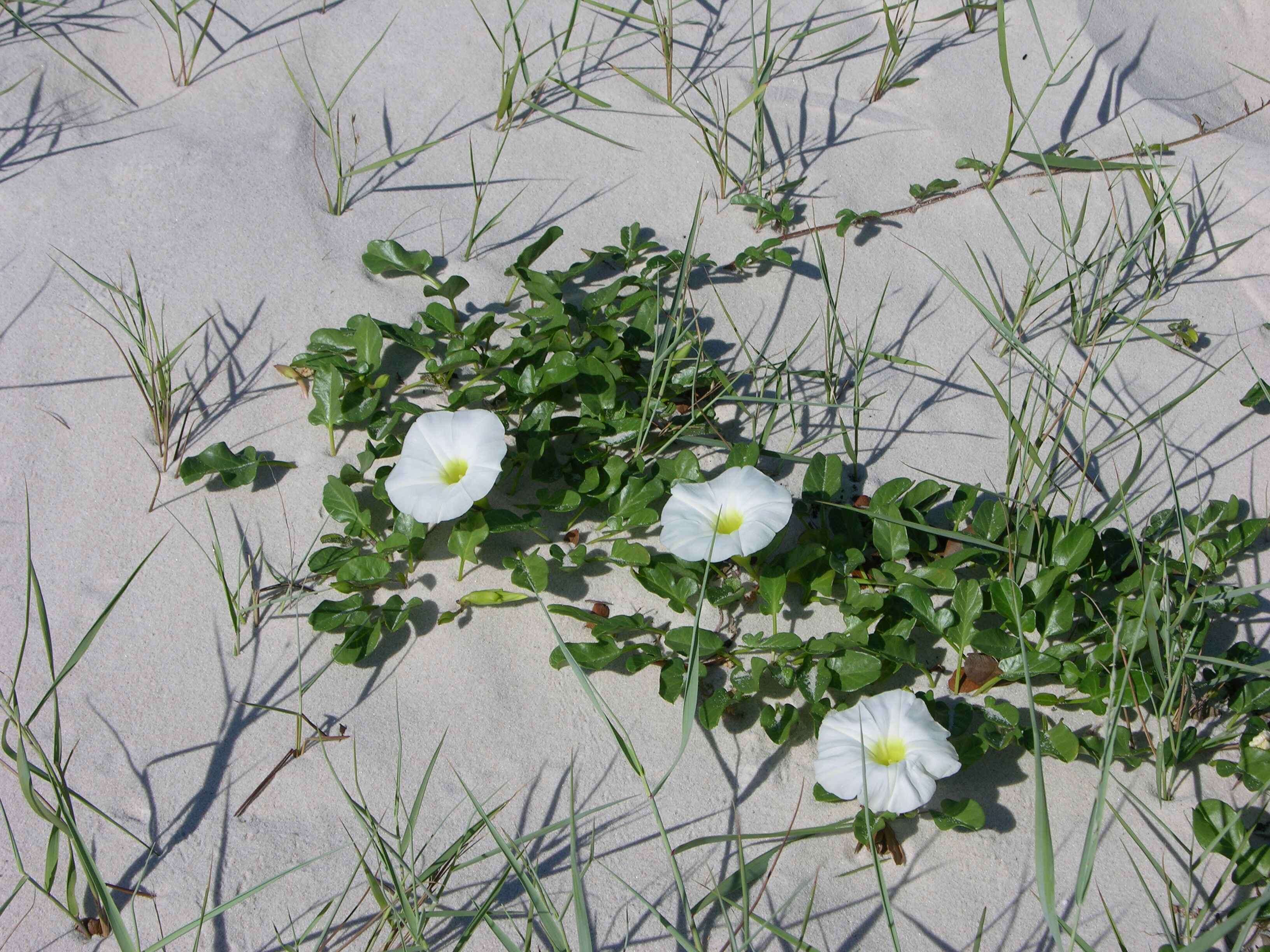 Image of beach morning-glory