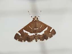 Image of Beet webworm moth