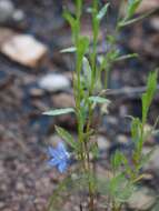 صورة Wahlenbergia capillaris (G. Lodd.) G. Don