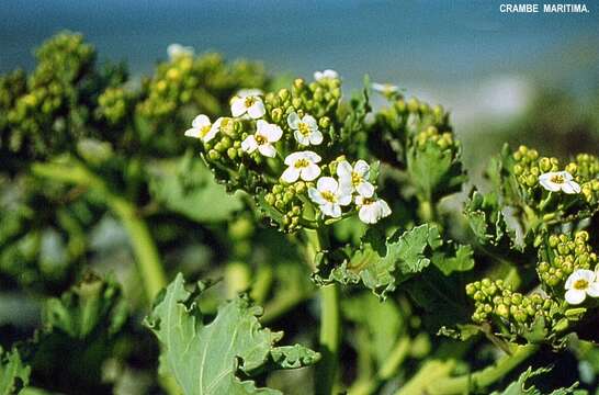 Image of sea kale