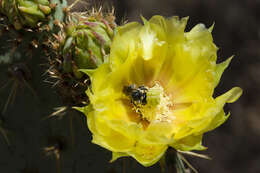 Image of Dollar-joint Prickly-pear