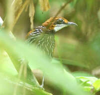 Image of Falcated Ground-Babbler