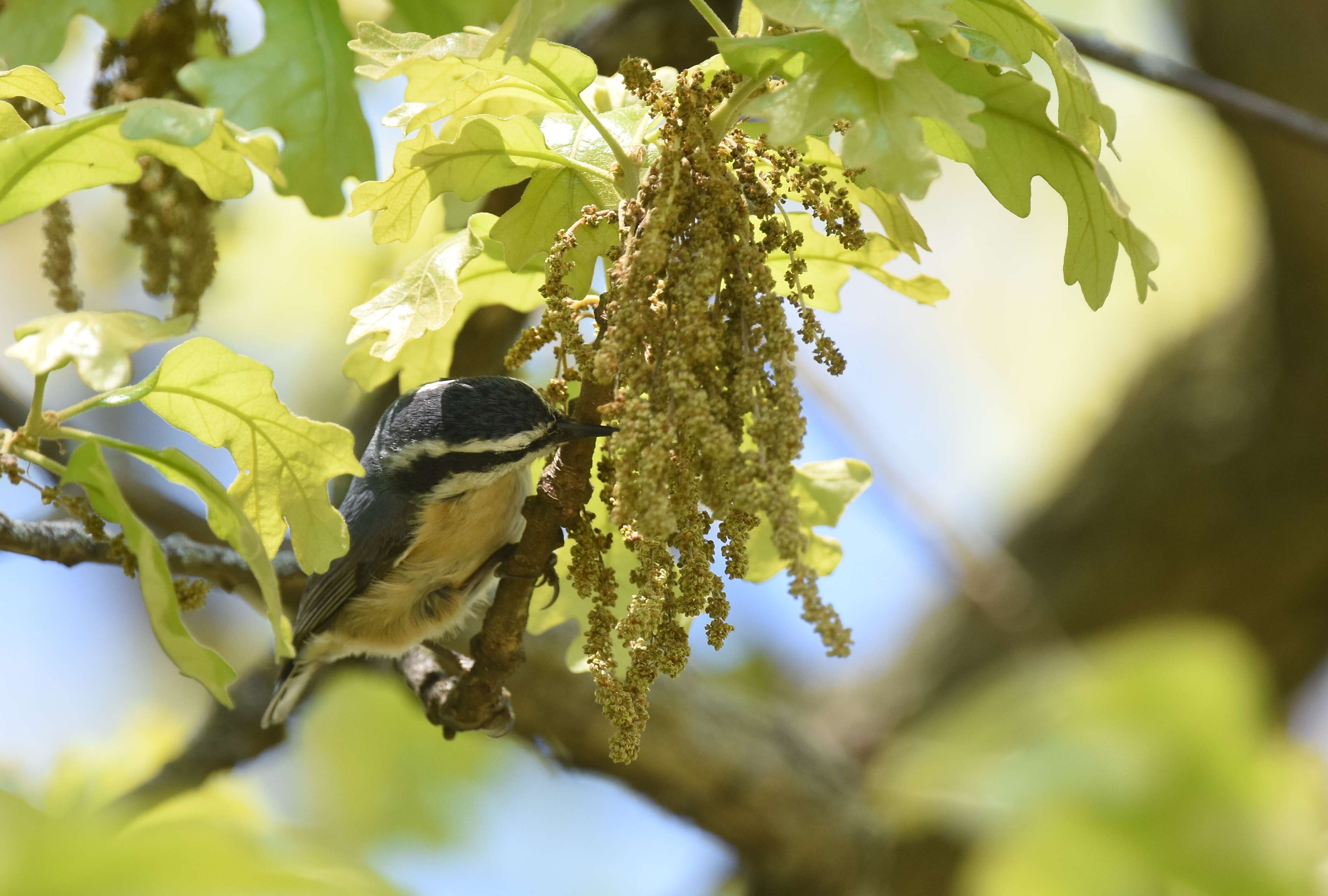 Image of Red-breasted Nuthatch