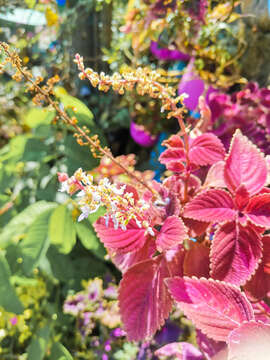 Image of common coleus