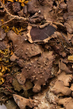 Image of spotted felt lichen