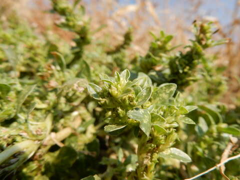 Imagem de Amaranthus blitoides S. Wats.