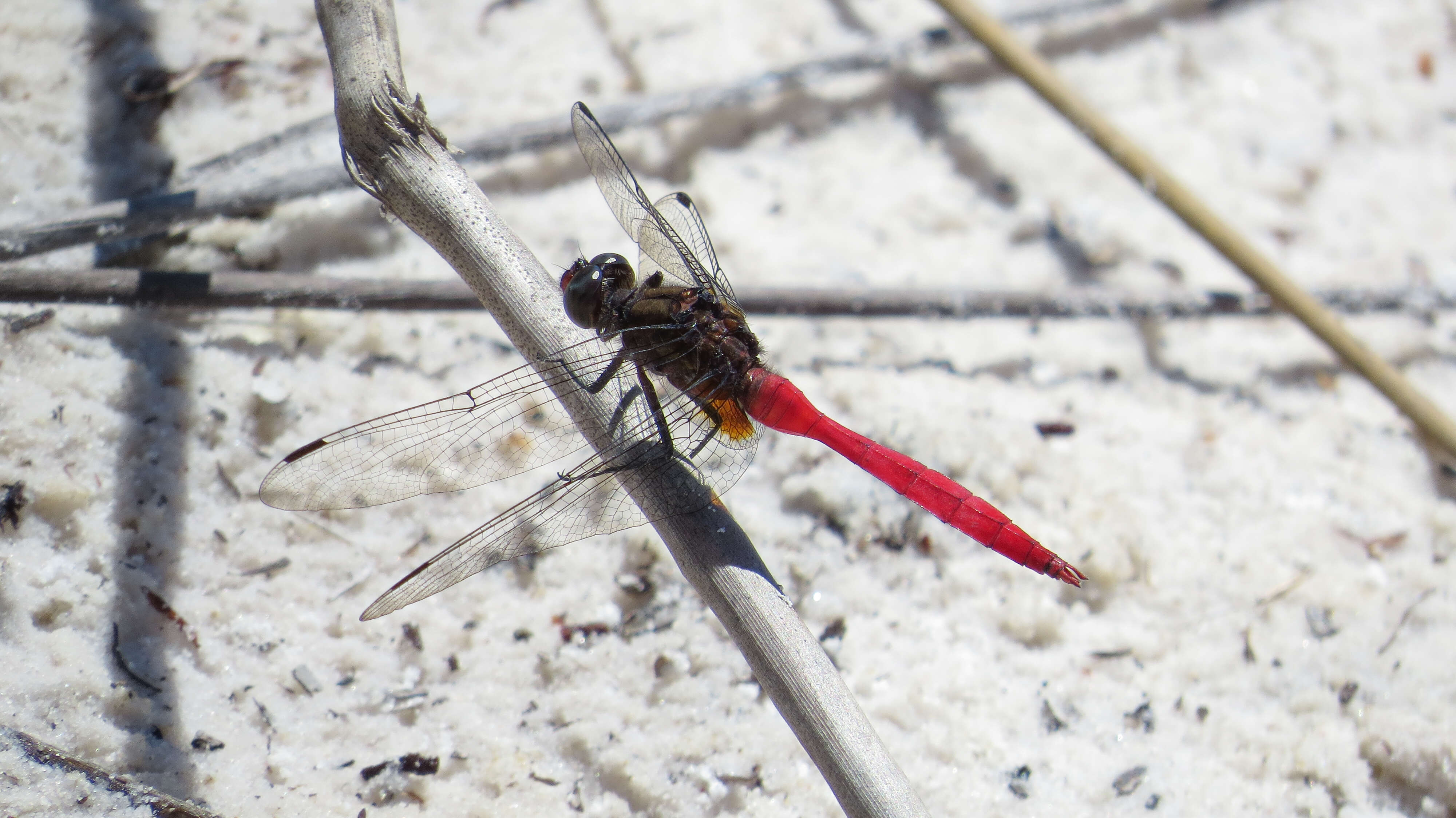 Слика од Orthetrum villosovittatum (Brauer 1868)