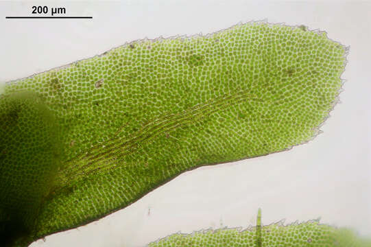 Image of Common Fold-leaf Liverwort