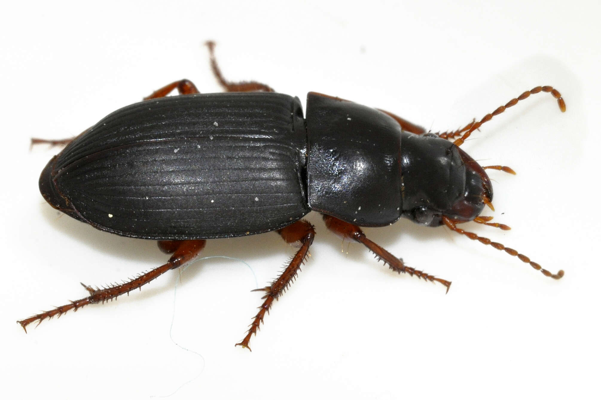 Image of Carabidae