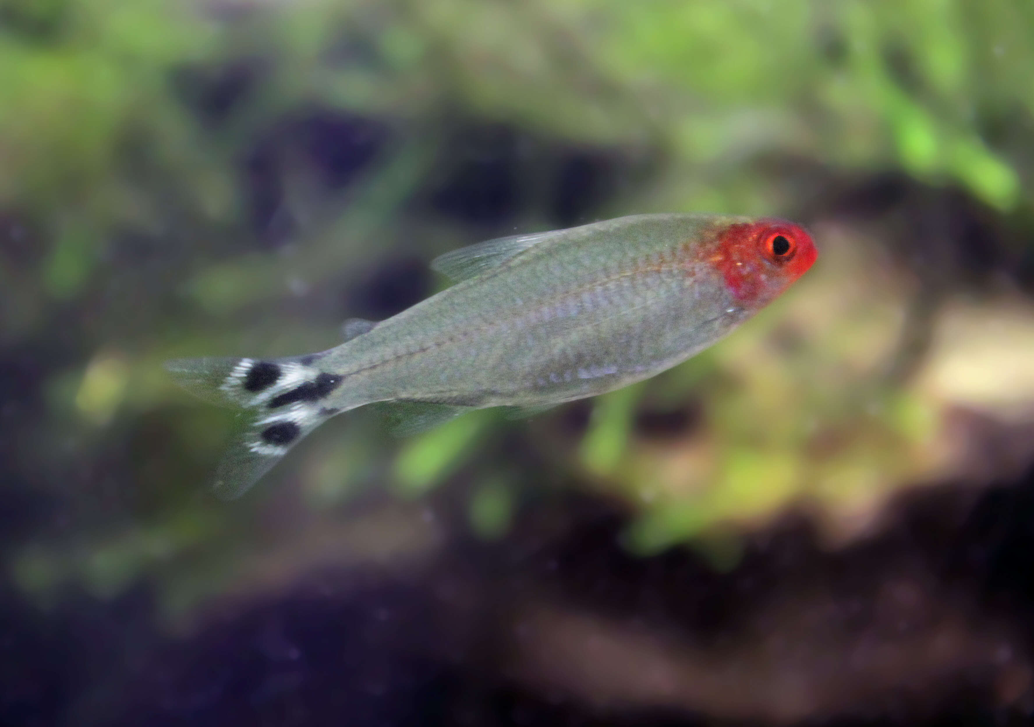 Image of Rummy-nose tetra