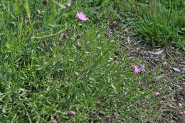 Image of spotted knapweed