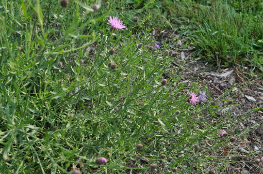 Image of spotted knapweed