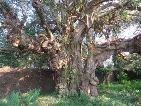 Plancia ëd Alstonia scholaris (L.) R. Br.