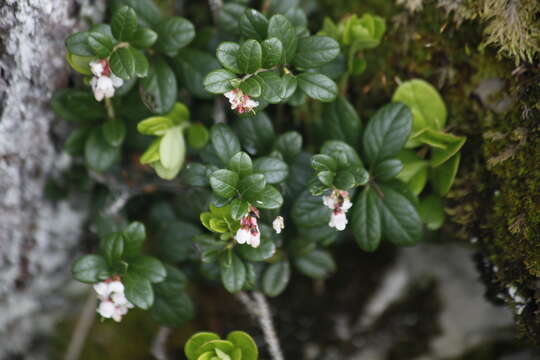 Image of bearberry