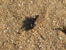 Image of blue-winged grasshopper