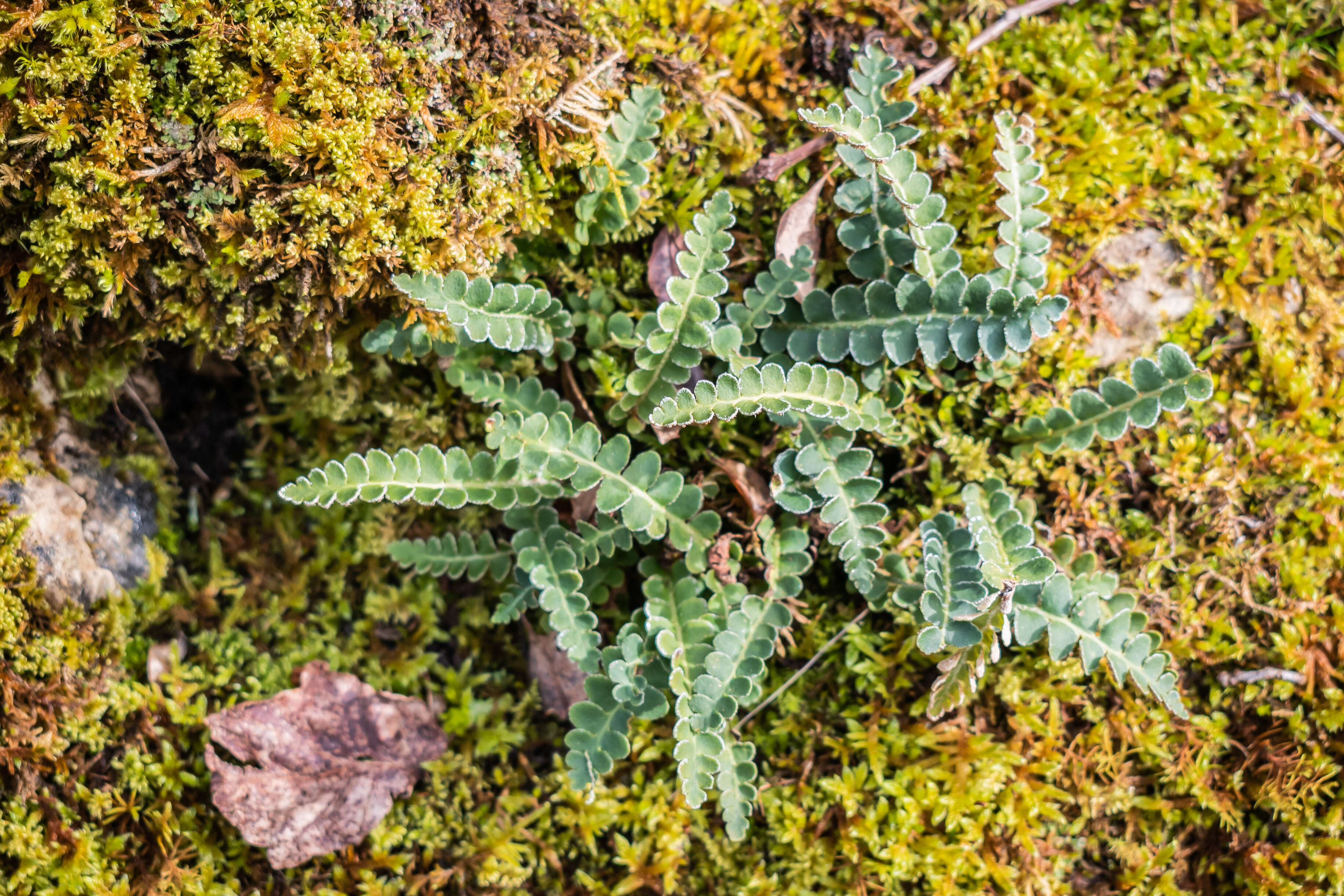 Plancia ëd Asplenium ceterach L.