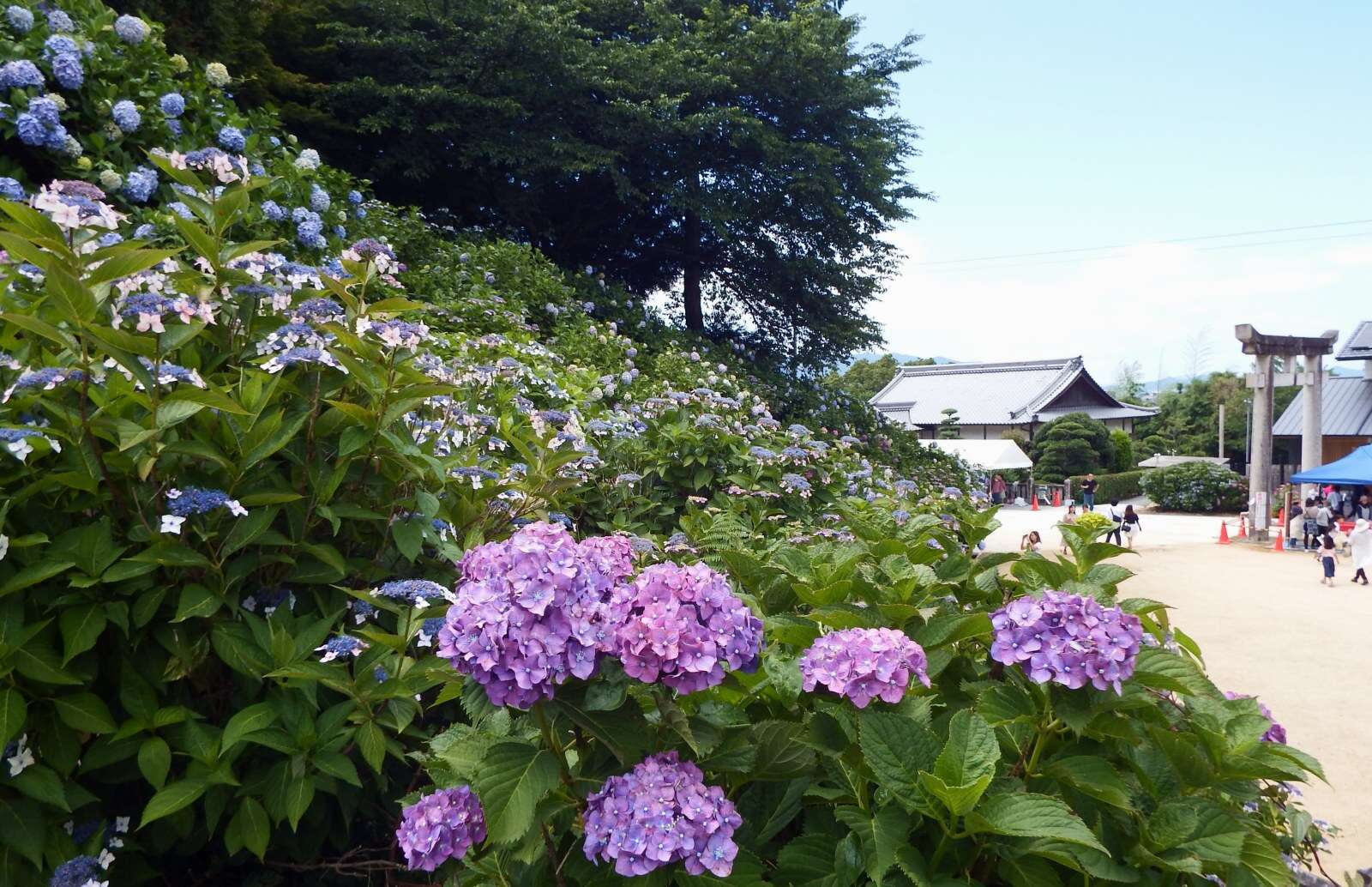 繡球花的圖片