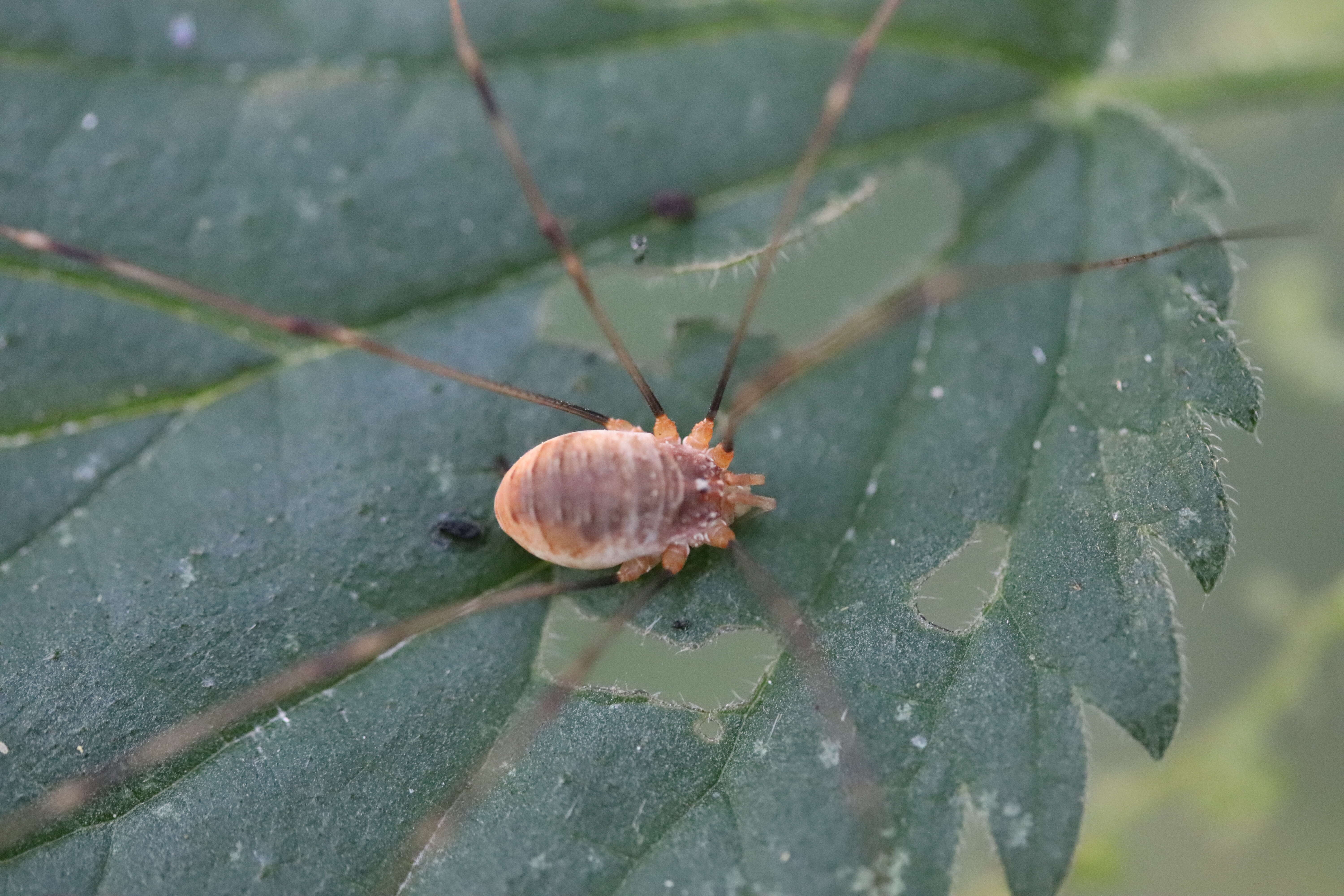 Image of Opilio canestrinii