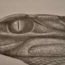 Image of Notosuchus