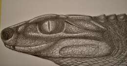 Sivun Notosuchus kuva