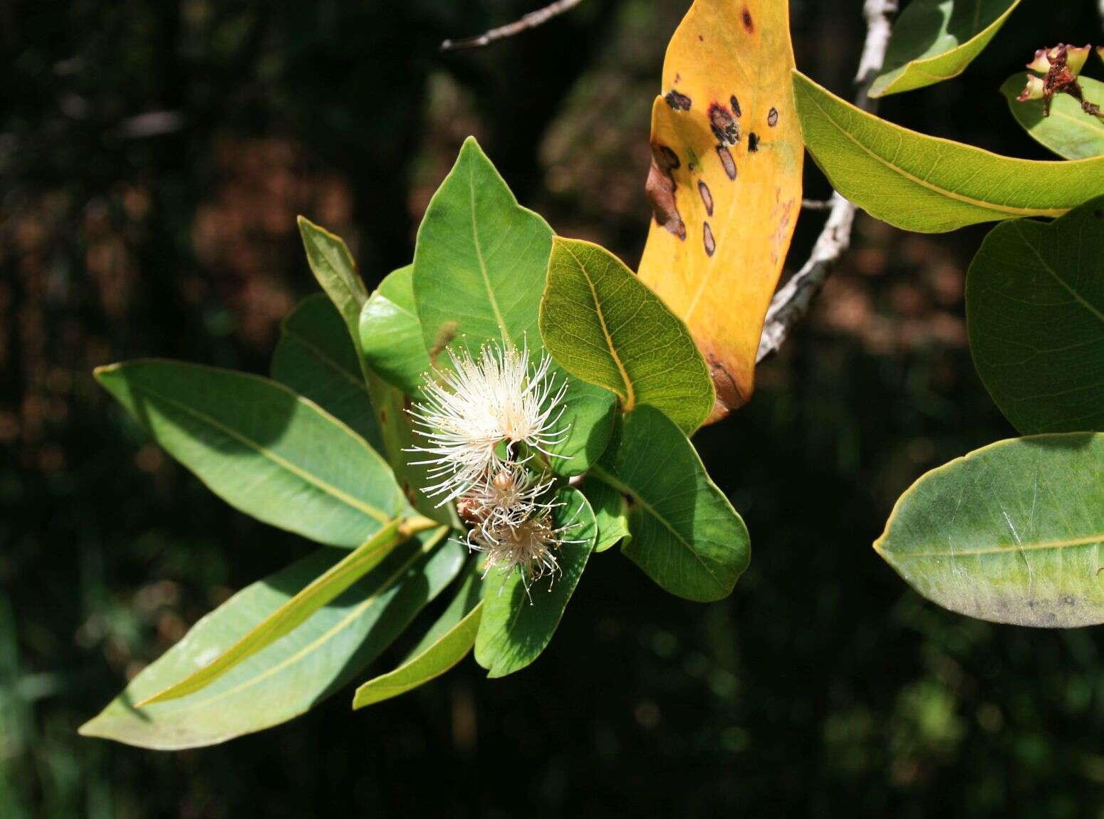 Imagem de Syzygium cordatum Hochst.