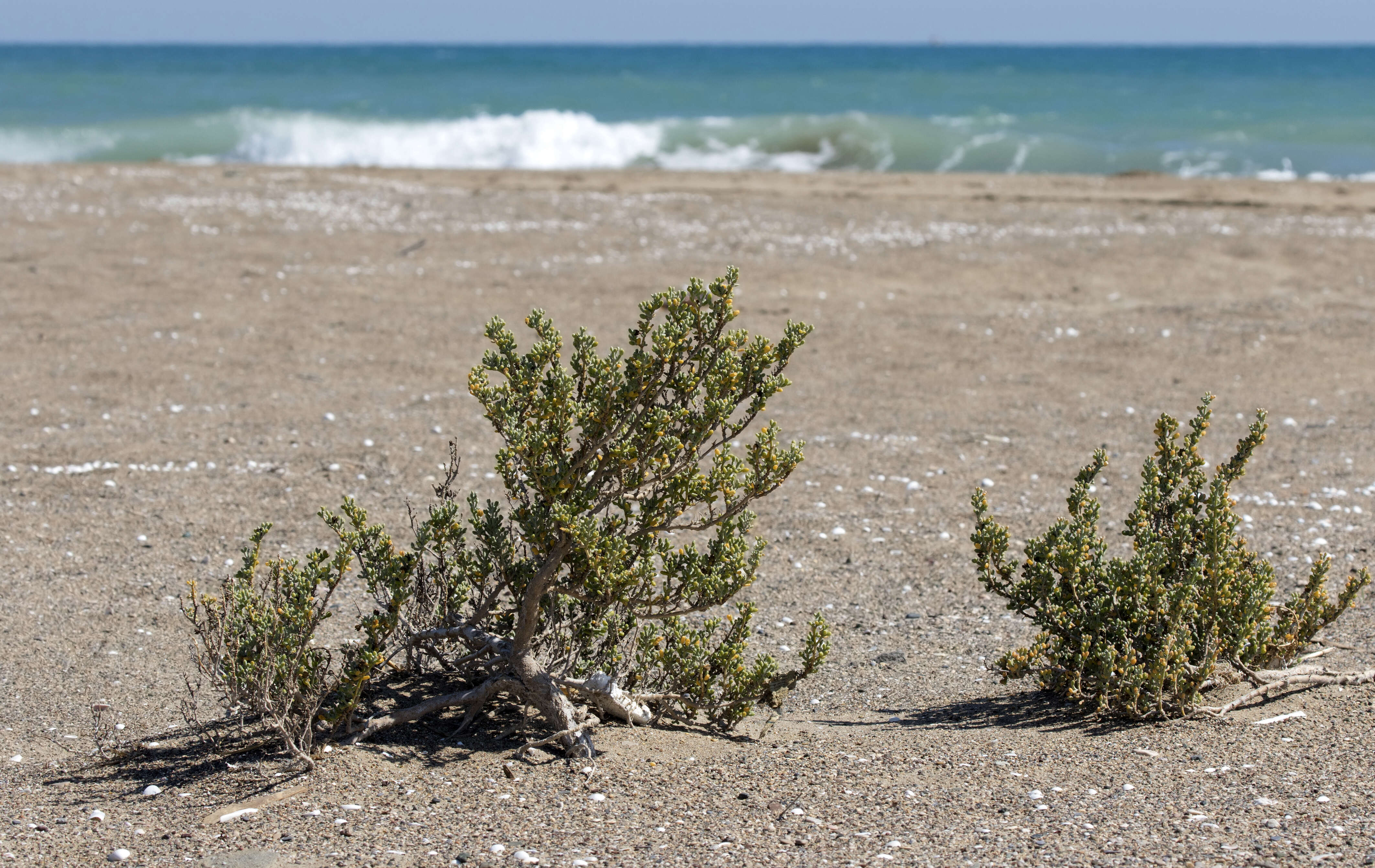 Image of Tetraena alba (L. fil.) Beier & Thulin