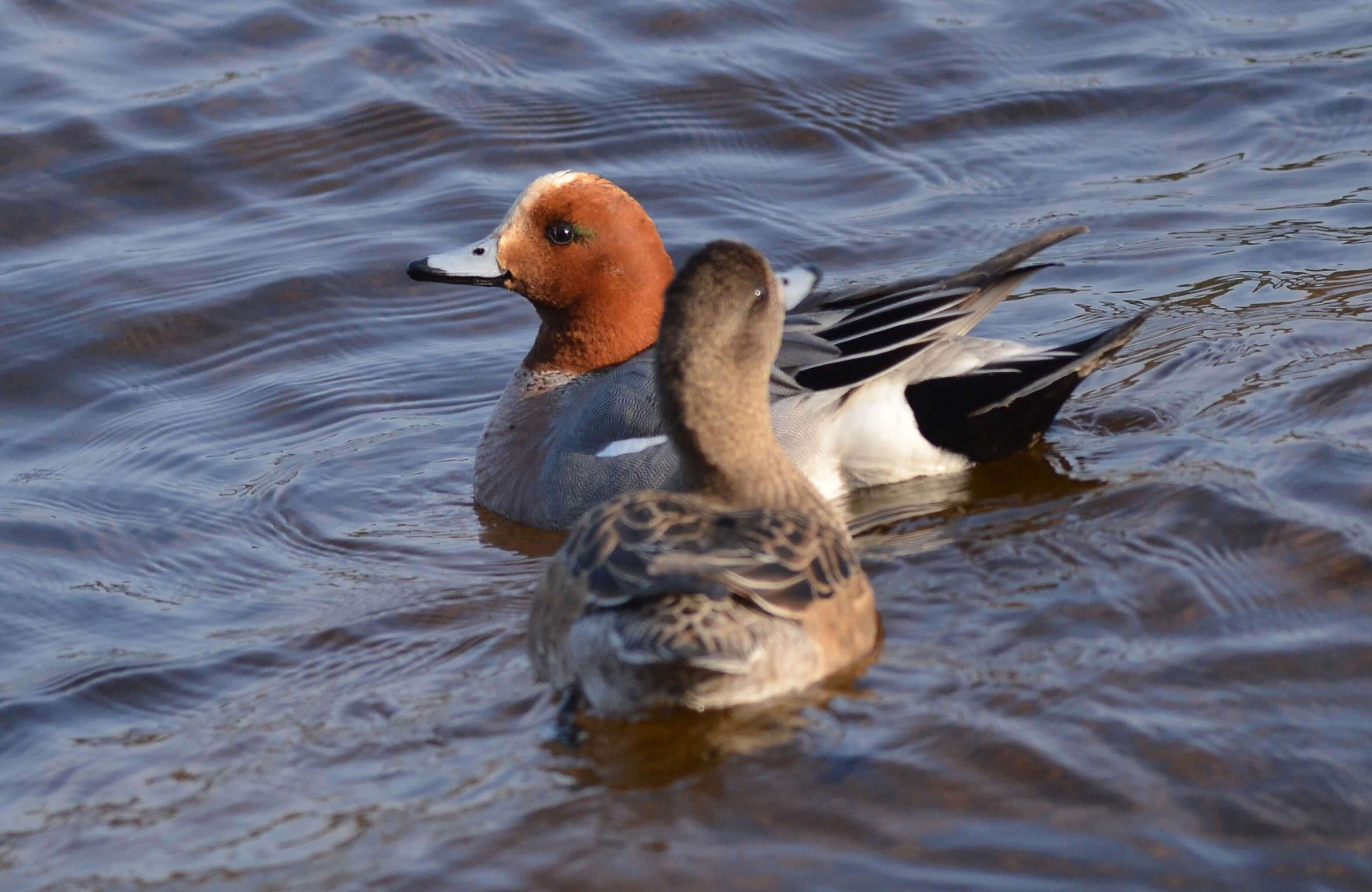 Image of Eurasian Wigeon