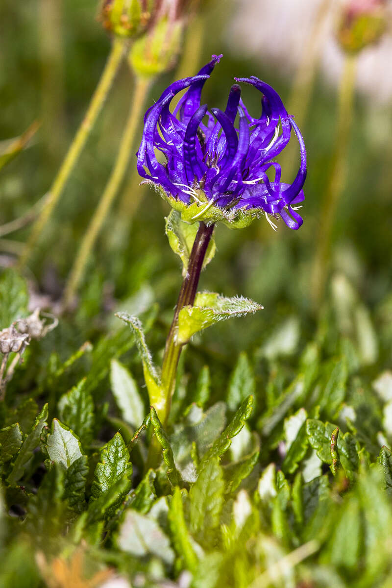 Image of Horned Rampion